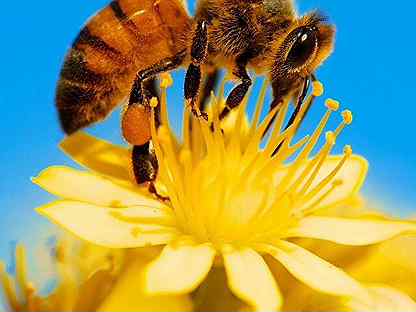 Продам пчел с ульями