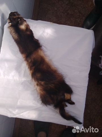 Шкурка хорька