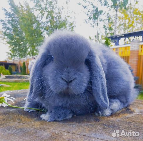 Изабелловые минилопы