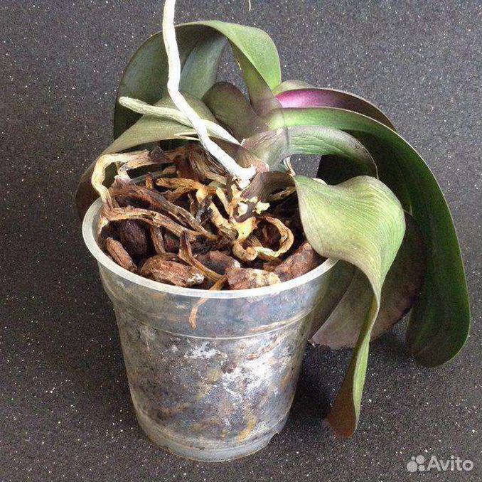 Орхидея корни из листьев