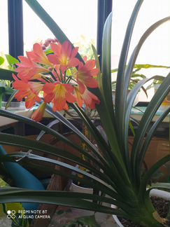 Комнатные растения и цветы