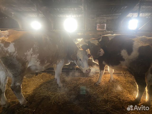 Продажа коров купить в Совхозе Селезнёвском | Животные и зоотовары | Авито