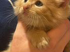Рыжий пушистый котенок, мальчик, возраст 45 дней