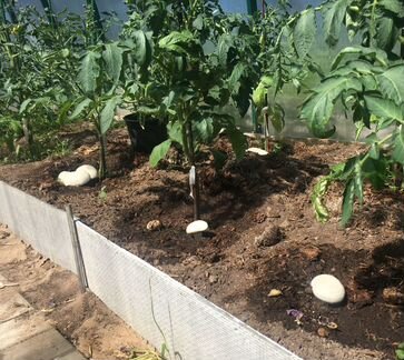 Перегной, компост из под шампиньонов