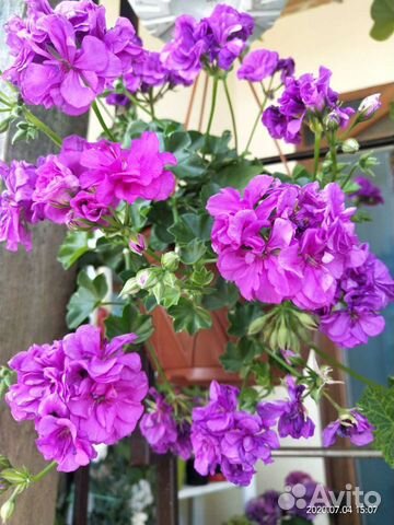 Пеларгония герань