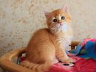 Красный золотистый тикированный котик