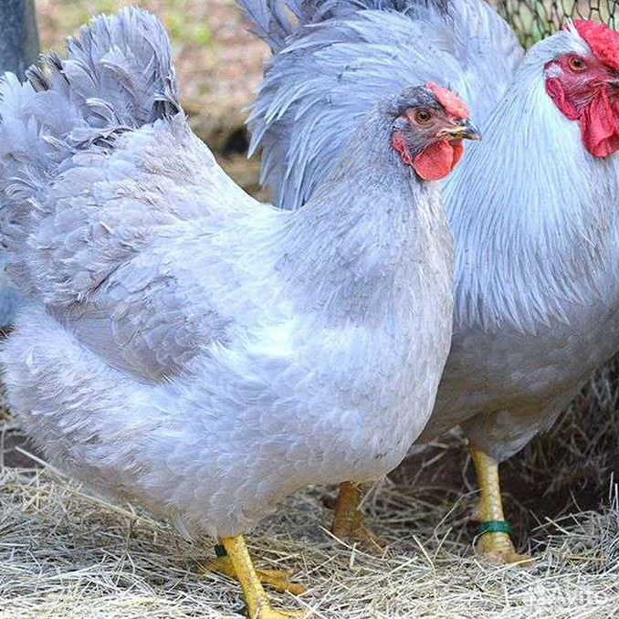 Фото голубой курицы. Виандот лавандовый. Амераукана Доминант Брама. Куры Виандот Лаванда. Порода Виандот Лаванда.