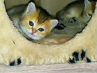 Британские котята цвет золотая шиншилла объявление продам