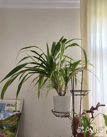 Панданус взрослый