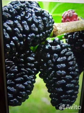 Саженцы Шелковицы