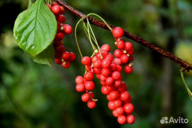 Лимонник Дальневосточный(Китайский)