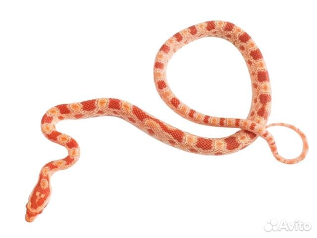 Маисовый полоз - самка 235