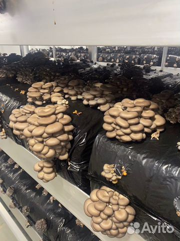 Зерновой мицелий Вешенки разных штаммов