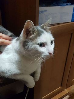 Кот-сирота мальчик в дар привит кастрирован