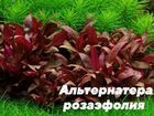 Аквариумные растения, Растения для аквариума
