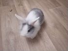 Продам карликового кролика объявление продам