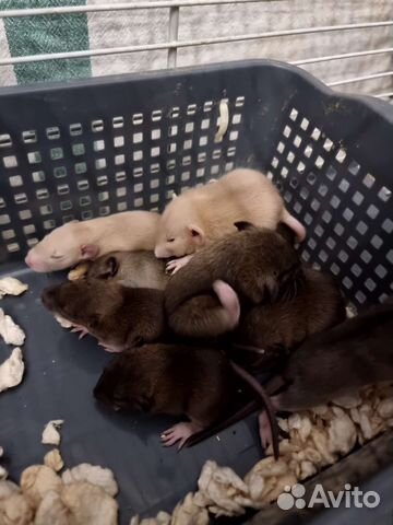 Крыса крысята дамбо рыжие фавн агути питомник