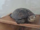 Красноухая черепаха, болотная черепаха объявление продам