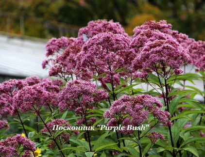 Многолетние Цветы для сада в Ассортименте
