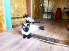 Сиамские котята объявление продам