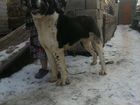Среднеазиатская овчарка алабай объявление продам