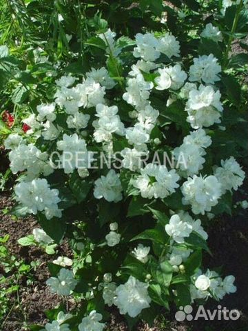 Чубушник венечный Manteau dHermine/С3 50-60 см