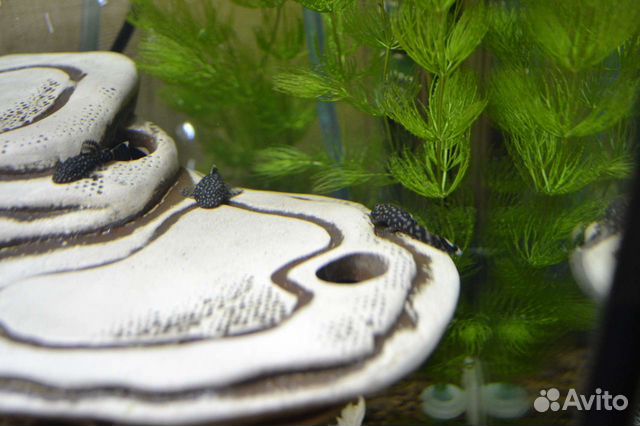 Сомики анциструсы