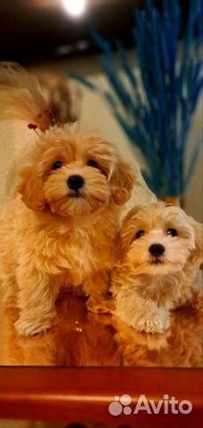 Щенки мальтипу f1 мини