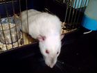 Крыса белая с клеткой объявление продам