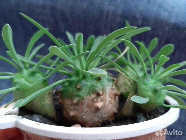 Редкий суккулент, Эуфорбия Габризан