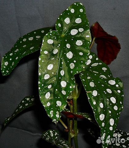 Бегония Макулата.Эпипремнумы.фикуслирата