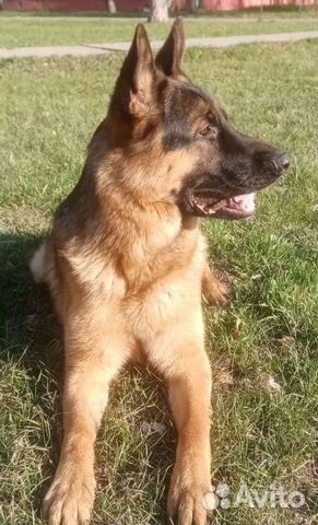 Немецкая овчарка вязка