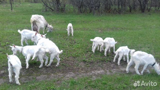 Зааненские козы дойные