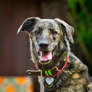 Маковая. Манечка в добрые руки