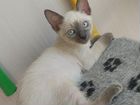 Меконгский бобтейл котята объявление продам