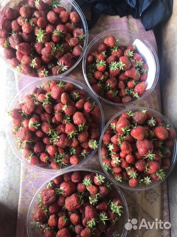 Принимаю заказаз на саженцы клубники