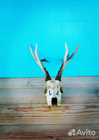 Рога касули