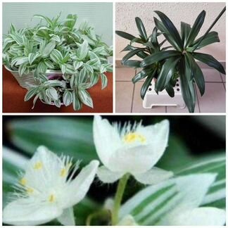 Традесканция Albiflora albovittata Ivory Hill, Рэо