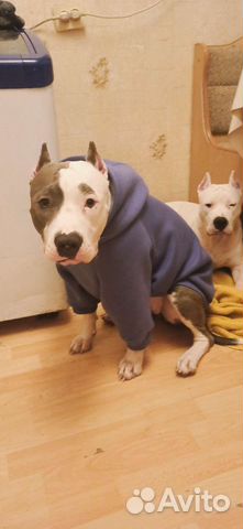 Толстовка для собаки 50см