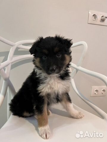 Альдо ищет дом