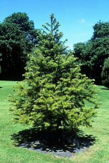 Куннингамия - китайская ель, домашняя елка