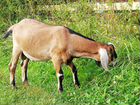Англо-нубийский козел с документами