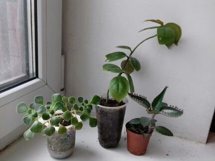 Секкуленты