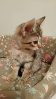 Котята