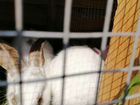 Кролики Разных пород объявление продам