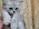 Шотландские серебристые шиншилловые котята
