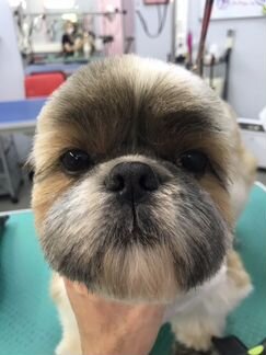 Стрижка собак,груминг для кошек Марьино, Люблино