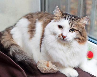 Кошка
