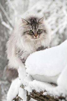Сибирские котята охотницы
