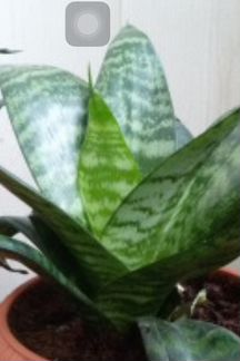 Отростки комнатных растений